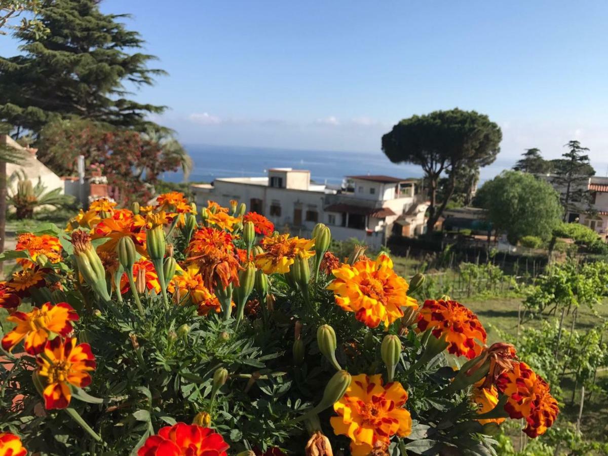 Villa Araucaria Casamicciola Terme Εξωτερικό φωτογραφία